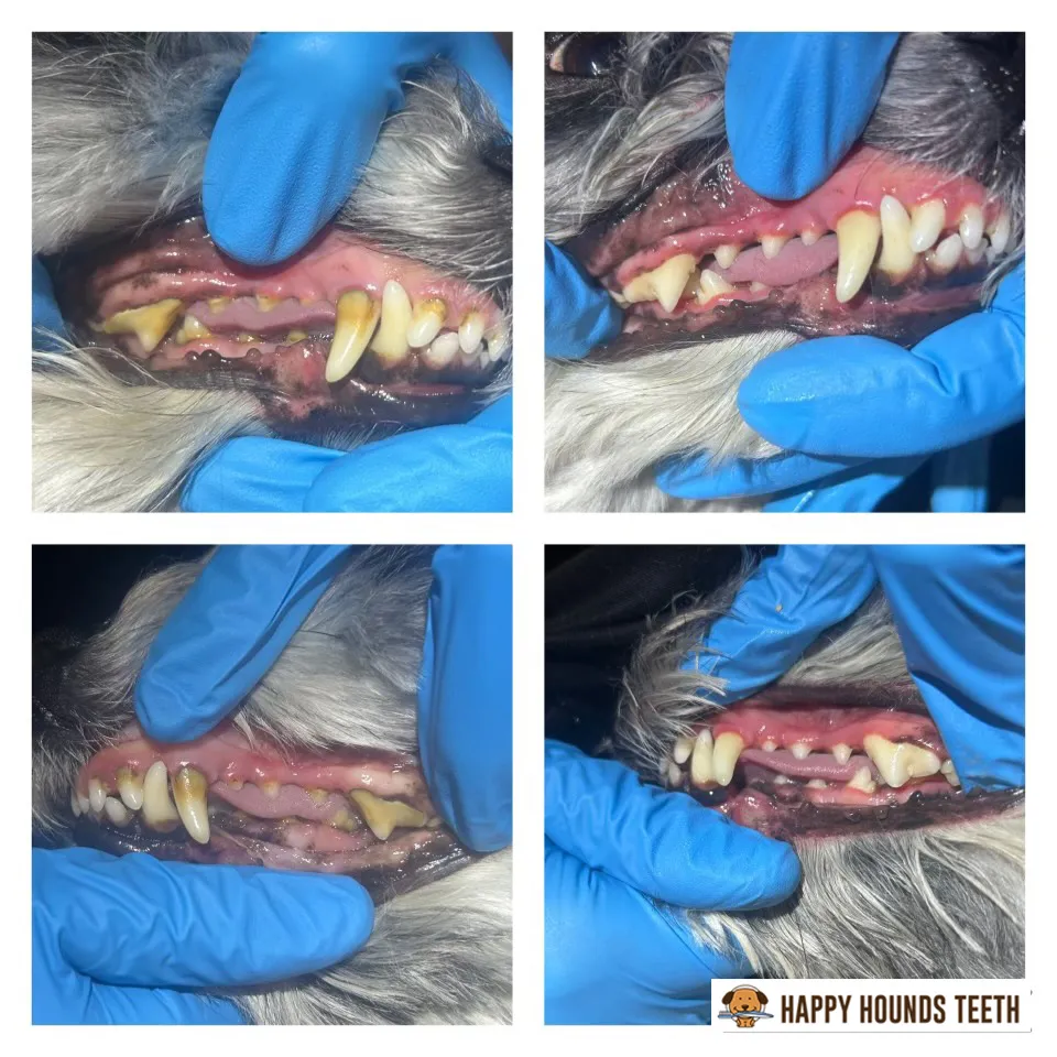 Dog & cat teeth cleaning in Oakville