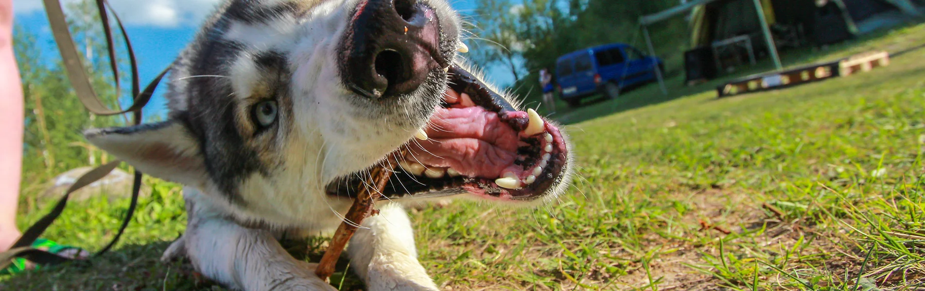 Dog Teeth Cleaning in Dorchester